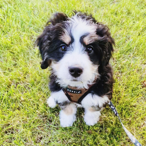 black and white mini bernedoodle 1